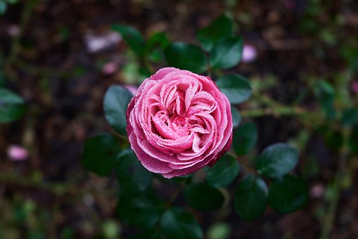 Flor, Rosa, Flor Rosa, Bloom
