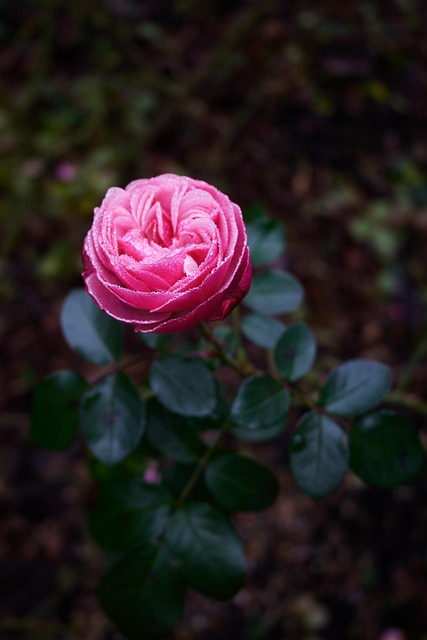 Rosa, Flor, Natureza, Fundo Flor