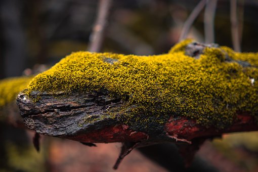 Free Forest Autumn photo and picture
