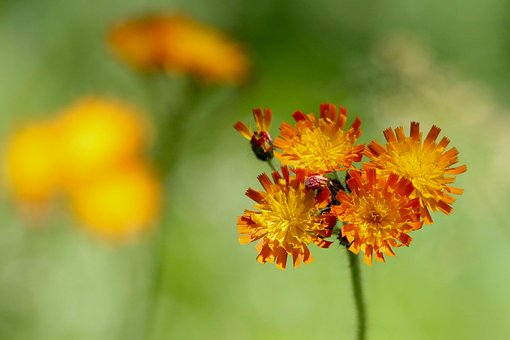 Free Flowers Hd Wallpaper photo and picture