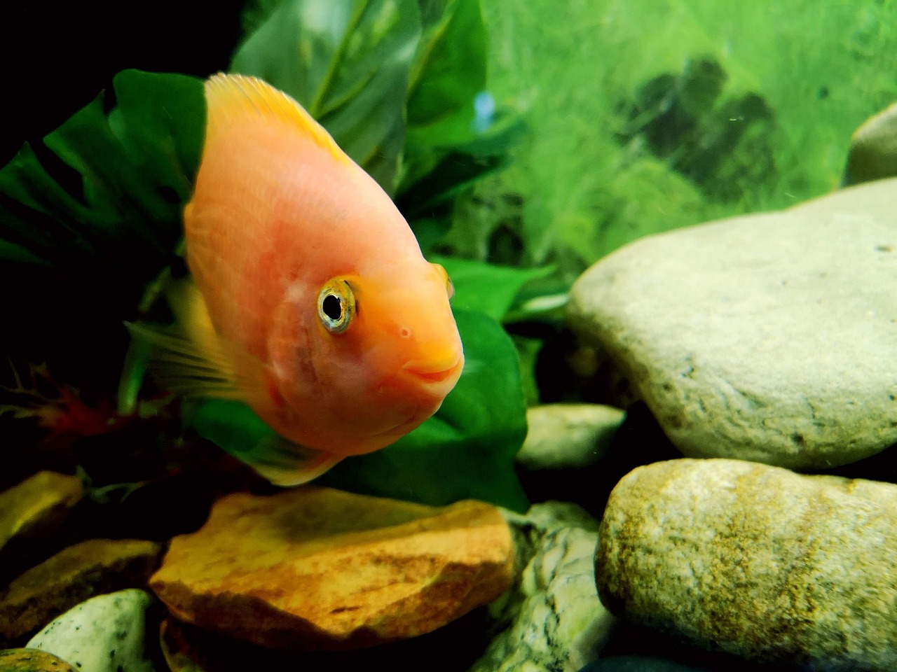 Simple Fish Nature Fish Nature Animal - Free photo on Pixabay