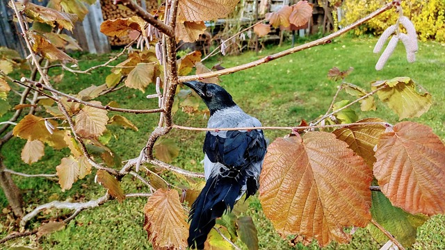Crow Autumn Fall - Free photo on Pixabay