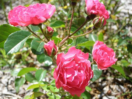 Free Rose Plant photo and picture