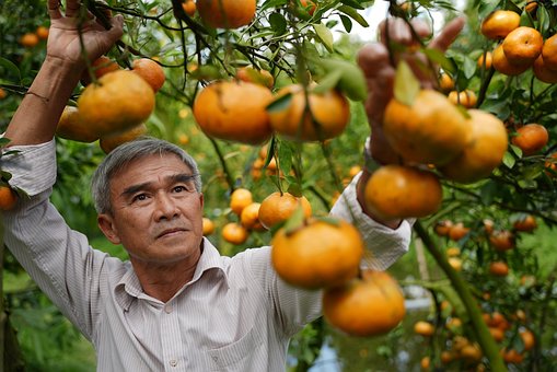 Free Fruit Picking Farmer photo and picture
