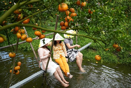 Free Pink Tangerine Tangerine photo and picture