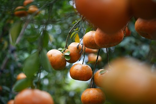 Free Pink Tangerine Tangerine photo and picture