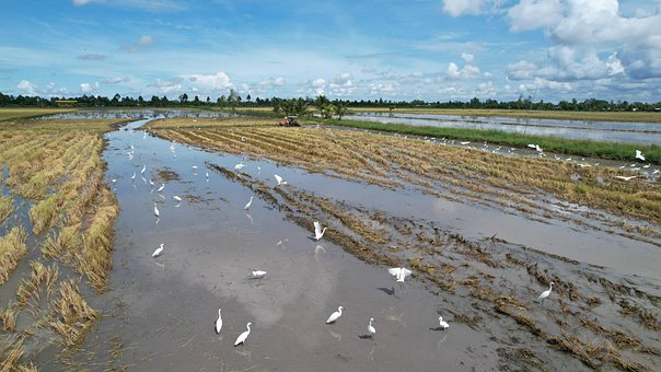 Free Farmer Field photo and picture