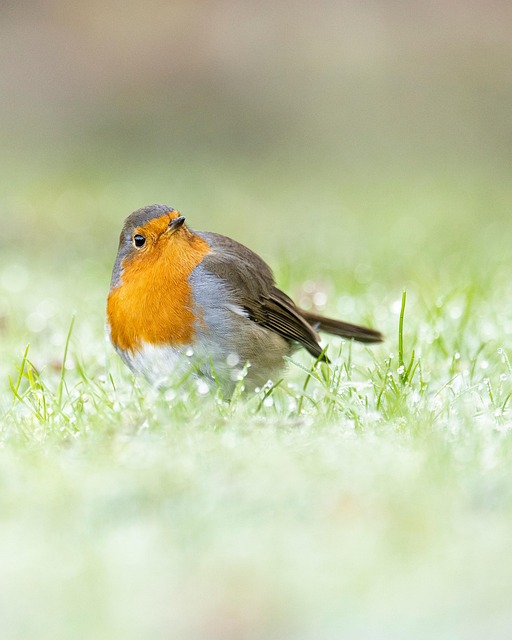 Robin Bird Nature - Free photo on Pixabay