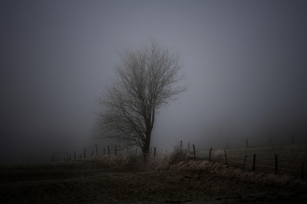 Download free HD stock image of Tree Winter Free Tree Winter photo and picture