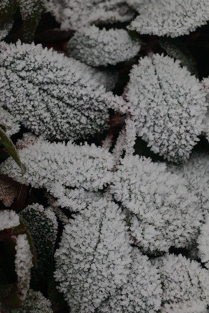 Free Snow Winter photo and picture
