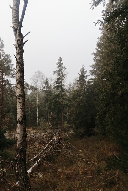 Free Birch Trees photo and picture