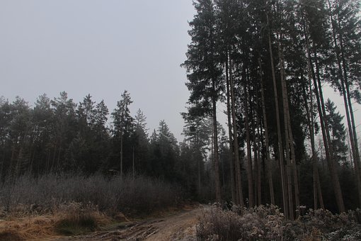 Free Fog Forest photo and picture