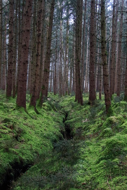 Free Forest Stream photo and picture
