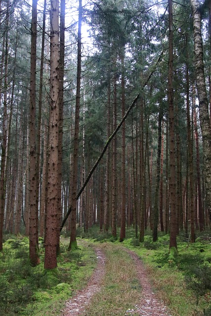 Free Forest Trees photo and picture