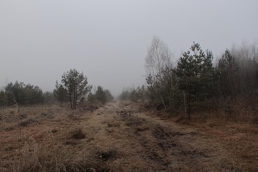 Free Nature Fog photo and picture