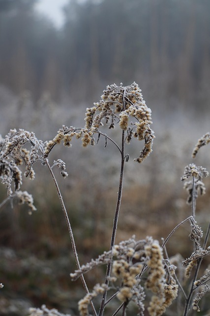 Free Plant Forest photo and picture
