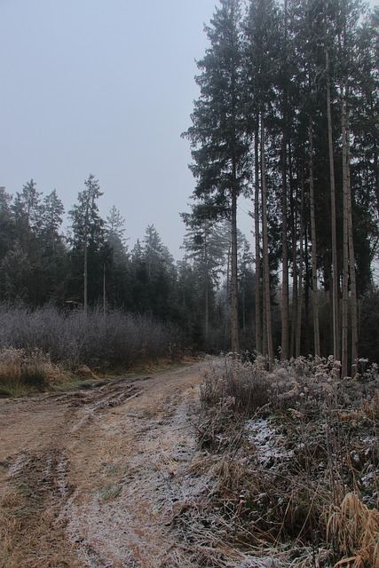 Free Trees Path photo and picture