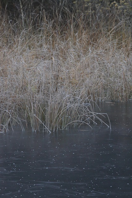 Free Water Frozen photo and picture