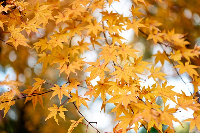 Herbstliche Blätter, Blatt, Gelb, Holz