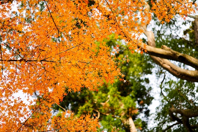 Herbstliche Blätter, Blatt, Gelb, Holz