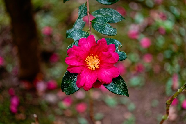 Sasanqua, Japan, Blatt, Holz, Natürliche