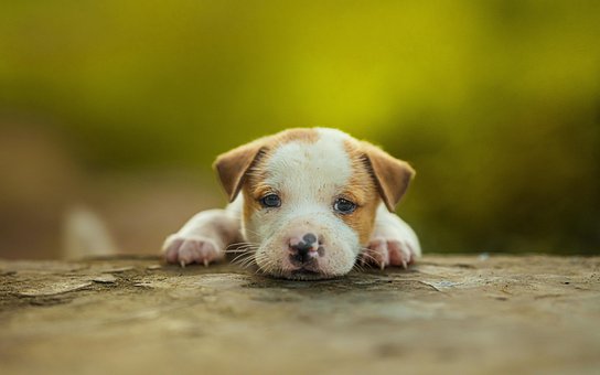 Free Dog Puppy photo and picture
