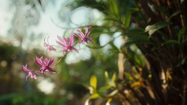Free Flower Tree photo and picture