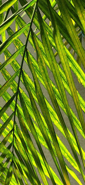 Free Sheets Foliage photo and picture