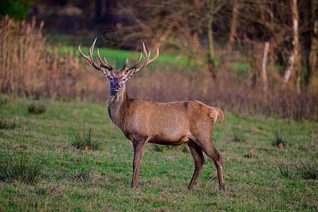 Free Red Deer Deer photo and picture