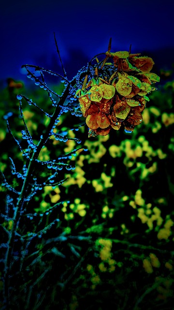 Free Flower Nature photo and picture