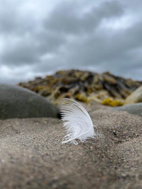 Fjer, Strand, Natur, Udendørs