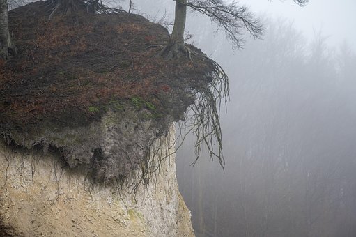 Baum, Wald, Príroda, Natur, Botanika