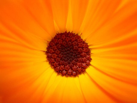 Free Flower Sunflower photo and picture