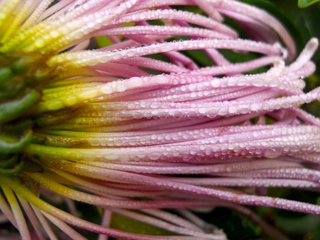 Free Flower Nature photo and picture