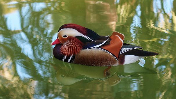 Free Mandarin Duck Lake photo and picture