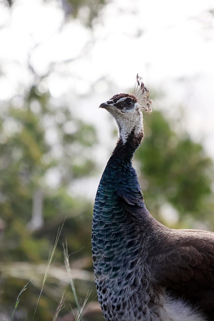 Peahen, Tasmanien, Dyreliv, Australien