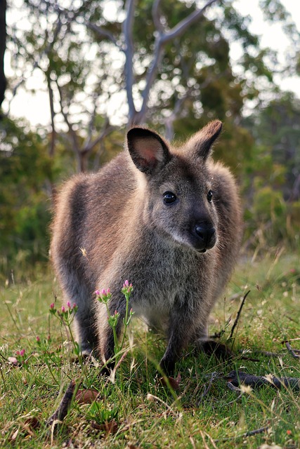 Wallaby, Tasmanien, Dyreliv, Natur, Græs
