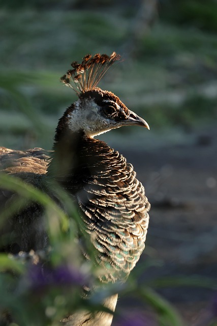 Peahen, Tasmanien, Dyreliv, Australien