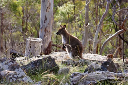 Wallaby, Tasmanien, Dyreliv, Dyr, Natur