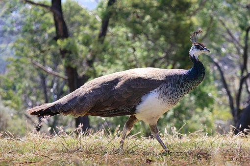 Peahen, Tasmanien, Dyreliv, Australien