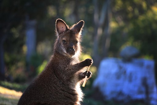 Wallaby, Australien, Tasmanien, Busk
