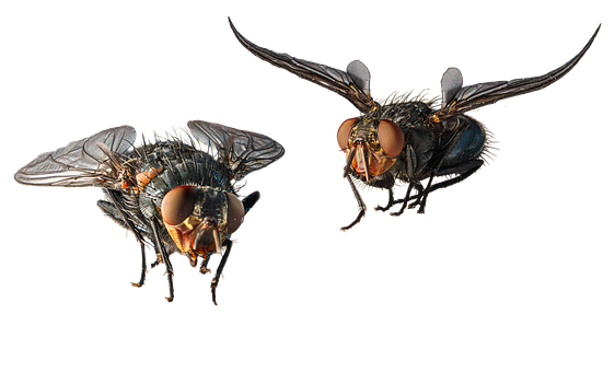 Free Insect Flying illustration and picture