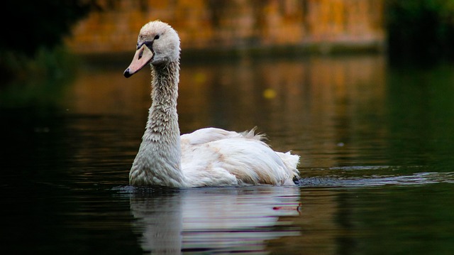 Schwan, Natur, Tier, See, Tierwelt
