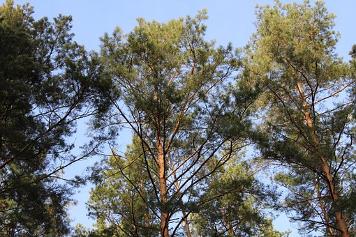 Forest, Natuur, Bomen, Landschap, Pine