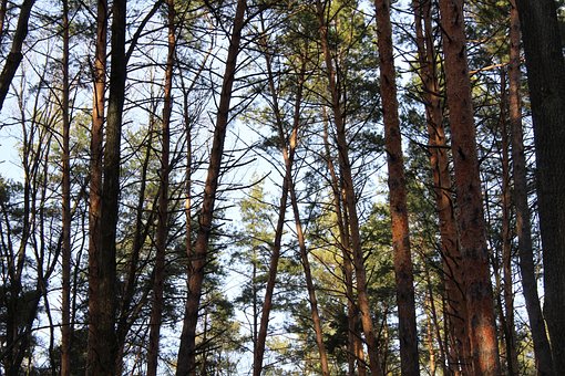 Forest, Natuur, Bomen, Landschap, Pine