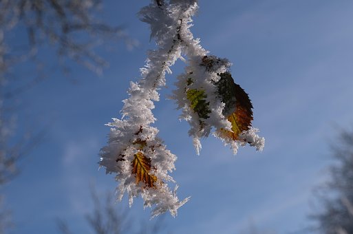 Zweig, Blätter, Winter, Frost, Raureif