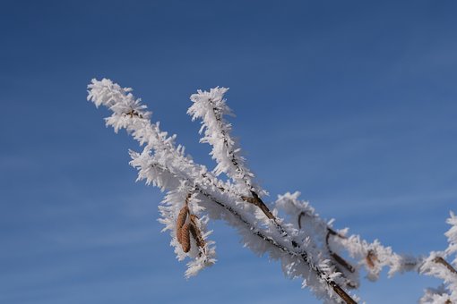 Zweig, Haselnussstrauch, Haselnussblüte