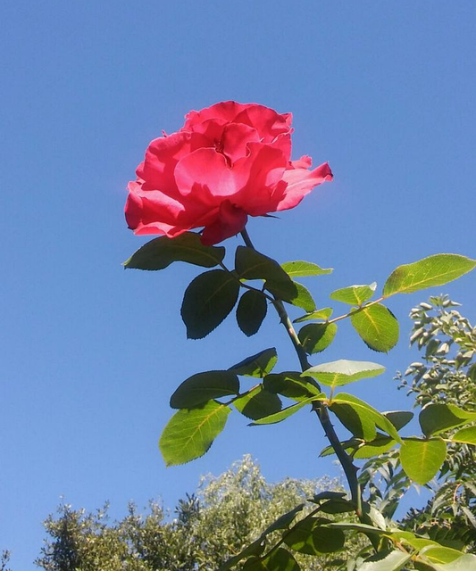Bloem, Natuur, Roos, Bloemblaadjes