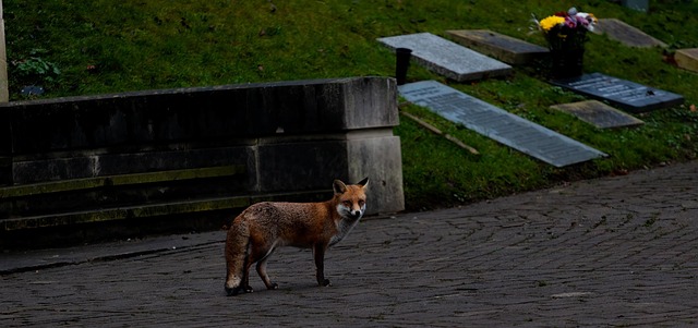 Free Fox Urban photo and picture