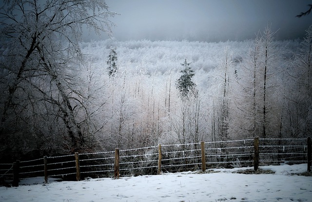 Free Winter Hoarfrost photo and picture